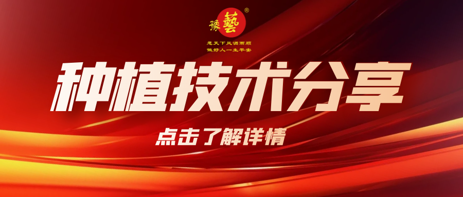 要想種出精品率高的胡蘿卜，這7點要注意！